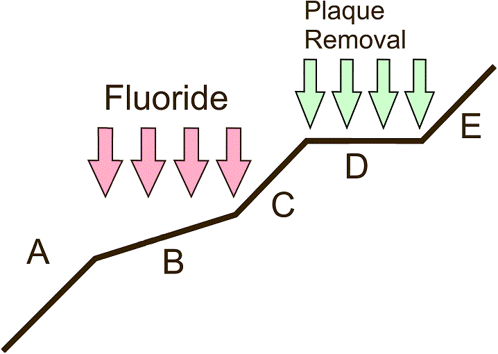 Sammenligning mellem fluorids og plakfjernelses
indflydelse caries-progressionshastighed.