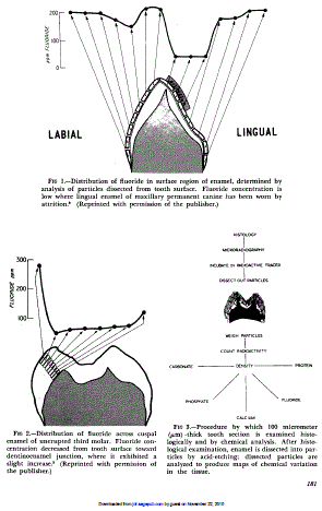 Variations in the Chemical Composition of Human Enamel,
J.A. Weatherell, C. Robinson and A.S. Hallsworth,
Journal of Dental Research,
http://jdr.sagepub.com/content/53/2/180
J DENT RES 1974 53: 180